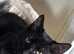 Gorgeous male cat