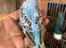 Adorable baby budgies ready for new home