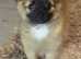 Pomchi puppies