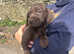 German Shorthaired Pointer Puppies