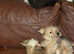 5 Gorgeous Puppies born to mum Foxy