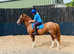 Sidney a very flashy Welsh D driving pony