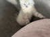 Last boy ragdoll kitten
