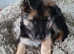 Black and tan puppy dog