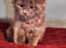 KING SIZE Maine Coon kittens looking for home