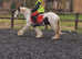 11.3 mini cob 5 yrs gelding