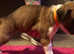 Boxer Puppies for Sale - Red