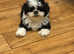 2 Adorable Bichon Havanese Puppies