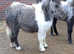 Minature Horse