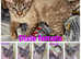 Beautiful Devon Rex Kittens Ready Now