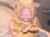 Beautiful dogue de Bordeaux puppy's