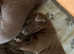 Kc registered chocolate Labradors