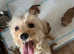 Cavachon x toy poodle puppies