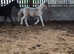 PT Al teke  colt stunning dun /white