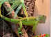 Beautiful green 18 month old iguana