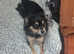 Chihuahua female for sale