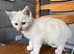 White Bengal cross kitten looking for forever home