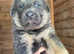 Blue German shepherd puppies