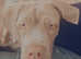 Neopoliton mastiff cross