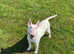 Kc reg English bull terrier  bitch