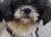 Sweet little shih tzu