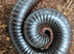 Millipedes