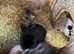 Baby rabbits