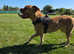5 year old female dogue de bordeaux