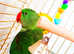 Alexdrine male parrot