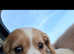 Beautiful little girl for rehoming