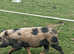 Kunekune gilt
