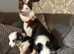 Border collie girl