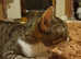 Female bengal cat