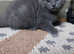 Grey British Short-haired Kitten