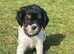 KC Registered Cocker Spaniel Puppies