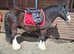 Ash 13.2hh cob gelding