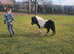 Dude a diddy mini shetland