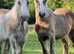 3 Top Quality Fillies For Sale