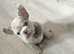 French bulldog pups ready to leave