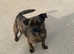 Pug mixed