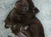 Chocolate fluffy boy