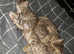 4 Mixed breed Kitten available