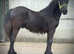 Registered fell colt