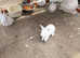A litter of 8 giant French lops