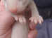 Ferrets kits