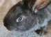 10 Continental Giants babys available