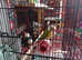 Pineapple conure with cage