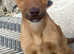 Doberman x beautiful pups ready