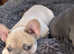 French bulldog pups ready to leave