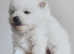 KC white Pomeranian boy